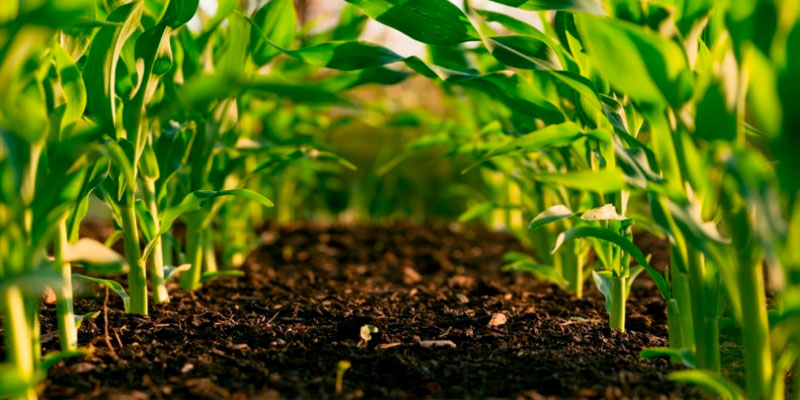 producción-agraria-sostenibilidad-ambiental-y-recursos-fitogenético